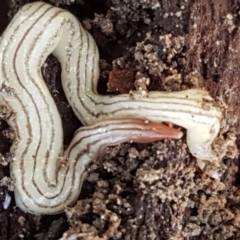 Fletchamia quinquelineata (Five-striped flatworm) at Gundary, NSW - 12 Apr 2021 by tpreston