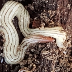 Fletchamia quinquelineata (Five-striped flatworm) at Gundary, NSW - 12 Apr 2021 by trevorpreston