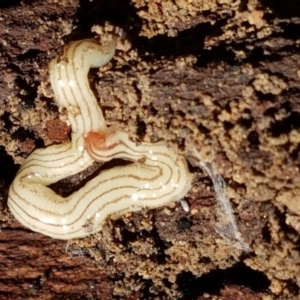 Fletchamia quinquelineata at Gundary, NSW - 12 Apr 2021