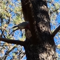 Eolophus roseicapilla (Galah) at Isaacs, ACT - 12 Apr 2021 by Mike