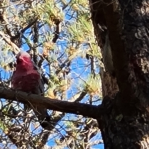 Eolophus roseicapilla at Isaacs, ACT - 12 Apr 2021