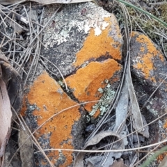 Caloplaca sp. (Firedot Lichen) at Gundary, NSW - 12 Apr 2021 by trevorpreston