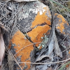 Caloplaca sp. (Firedot Lichen) at Pomaderris Nature Reserve - 12 Apr 2021 by tpreston