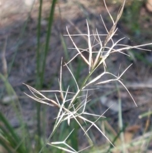 Aristida ramosa at Pomaderris Nature Reserve - 12 Apr 2021