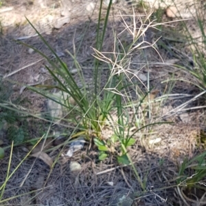 Aristida ramosa at Pomaderris Nature Reserve - 12 Apr 2021