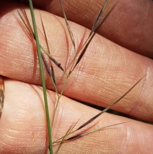 Aristida ramosa at Pomaderris Nature Reserve - 12 Apr 2021