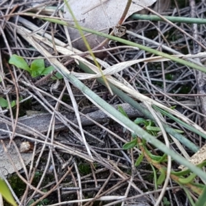 Aristida ramosa at Pomaderris Nature Reserve - 12 Apr 2021 11:51 AM