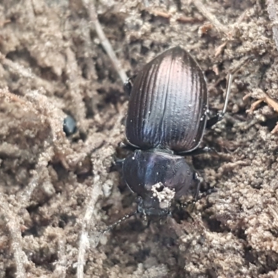 Adelium pustulosum (Darkling beetle) at Gundary, NSW - 12 Apr 2021 by tpreston