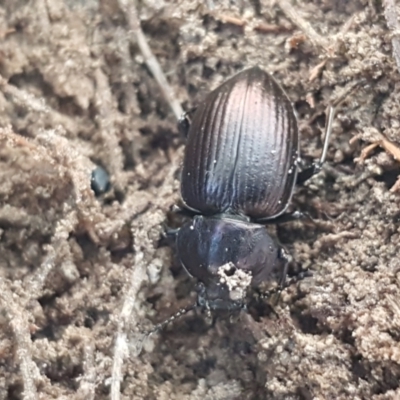 Adelium pustulosum (Darkling beetle) at Gundary, NSW - 12 Apr 2021 by trevorpreston