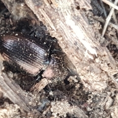 Adelium pustulosum at Gundary, NSW - 12 Apr 2021