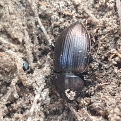 Adelium pustulosum at Gundary, NSW - 12 Apr 2021