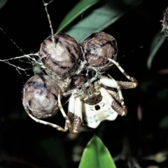 Celaenia excavata (Bird-dropping spider) at Cook, ACT - 1 Apr 2021 by CathB