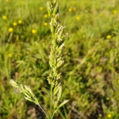 Festuca (genus) (A Fescue) at Isaacs, ACT - 12 Apr 2021 by Mike