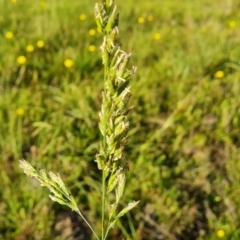 Festuca sp. (A Fescue) at Isaacs Ridge and Nearby - 12 Apr 2021 by Mike