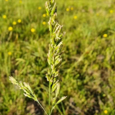 Festuca sp. (A Fescue) at Isaacs Ridge and Nearby - 12 Apr 2021 by Mike