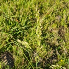 Festuca sp. at Isaacs, ACT - 12 Apr 2021