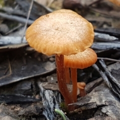 Unidentified Cap on a stem; gills below cap [mushrooms or mushroom-like] at Pomaderris Nature Reserve - 12 Apr 2021 by trevorpreston