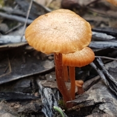 Unidentified Cap on a stem; gills below cap [mushrooms or mushroom-like] (TBC) at Pomaderris Nature Reserve - 12 Apr 2021 by tpreston
