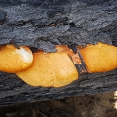 Unidentified Other fungi on wood (TBC) at Pomaderris Nature Reserve - 12 Apr 2021 by tpreston