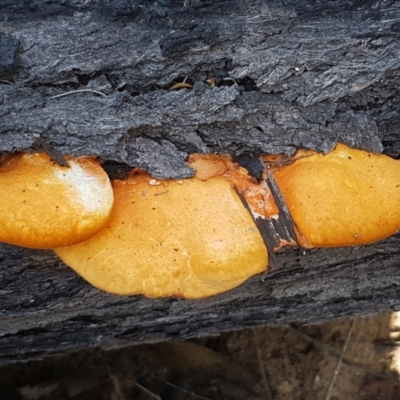 Unidentified Other fungi on wood at Gundary, NSW - 12 Apr 2021 by tpreston