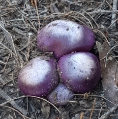 Cortinarius archeri s.l. (Emperor Cortinar) at Gundary, NSW - 12 Apr 2021 by trevorpreston