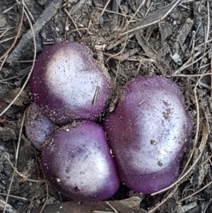 Cortinarius archeri s.l. at Gundary, NSW - 12 Apr 2021