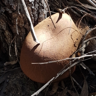 zz bolete at Gundary, NSW - 12 Apr 2021 by trevorpreston