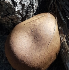 zz bolete at Gundary, NSW - 12 Apr 2021 11:35 AM