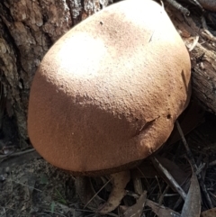 zz bolete at Gundary, NSW - 12 Apr 2021