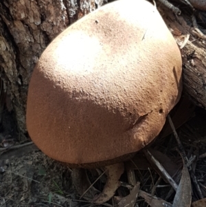 zz bolete at Gundary, NSW - 12 Apr 2021