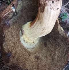 zz bolete at Gundary, NSW - 12 Apr 2021