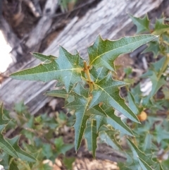 Podolobium ilicifolium (Prickly Shaggy-pea) at Gundary, NSW - 12 Apr 2021 by tpreston