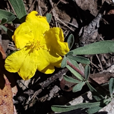 Hibbertia obtusifolia (Grey Guinea-flower) at Pomaderris Nature Reserve - 12 Apr 2021 by tpreston