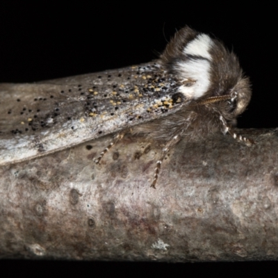 Oenosandra boisduvalii (Boisduval's Autumn Moth) at Melba, ACT - 18 Mar 2021 by Bron