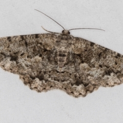 Unplaced externaria (Mahogany Bark Moth) at Melba, ACT - 18 Mar 2021 by Bron