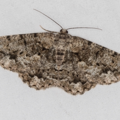 Unplaced externaria (Mahogany Bark Moth (formerly Hypomecis externaria)) at Melba, ACT - 18 Mar 2021 by Bron
