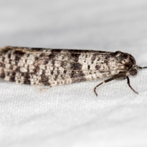 Lepidoscia adelopis, annosella and similar species at Melba, ACT - 18 Mar 2021 12:46 PM