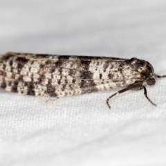 Lepidoscia (genus) (Unidentified cone case moth) at Melba, ACT - 18 Mar 2021 by Bron