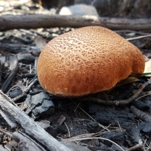 Laccocephalum at Gundary, NSW - 12 Apr 2021