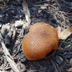 Laccocephalum at Gundary, NSW - 12 Apr 2021 11:20 AM