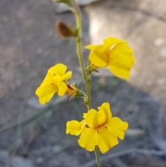 Goodenia bellidifolia subsp. bellidifolia (Daisy Goodenia) at Gundary, NSW - 12 Apr 2021 by tpreston