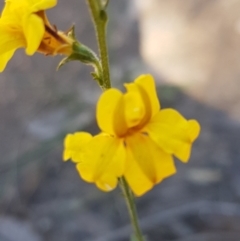 Goodenia bellidifolia subsp. bellidifolia at Gundary, NSW - 12 Apr 2021 11:18 AM