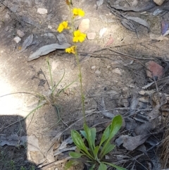 Goodenia bellidifolia subsp. bellidifolia at Gundary, NSW - 12 Apr 2021 11:18 AM