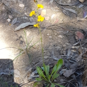 Goodenia bellidifolia subsp. bellidifolia at Gundary, NSW - 12 Apr 2021 11:18 AM