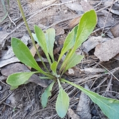 Goodenia bellidifolia subsp. bellidifolia at Gundary, NSW - 12 Apr 2021