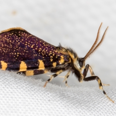 Cebysa leucotelus (Australian Bagmoth) at Melba, ACT - 18 Mar 2021 by Bron