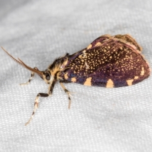 Cebysa leucotelus at Melba, ACT - 18 Mar 2021