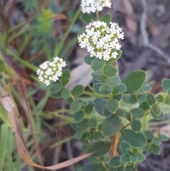 Platysace lanceolata (Shrubby Platysace) at Gundary, NSW - 12 Apr 2021 by tpreston