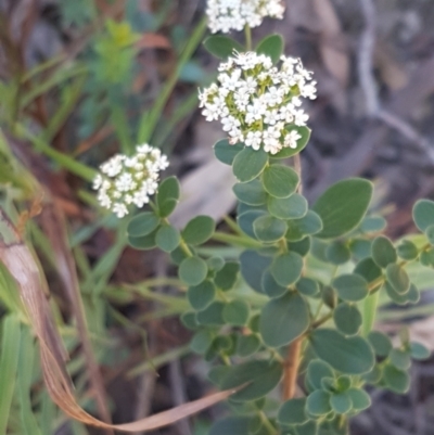Platysace lanceolata (Shrubby Platysace) at Gundary, NSW - 12 Apr 2021 by trevorpreston