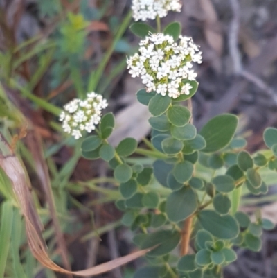 Platysace lanceolata (Shrubby Platysace) at Gundary, NSW - 12 Apr 2021 by tpreston